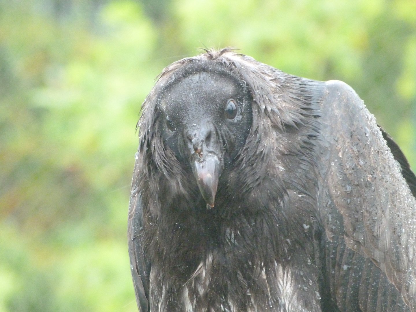 King vulture -ZooParc de Beauval (2025)