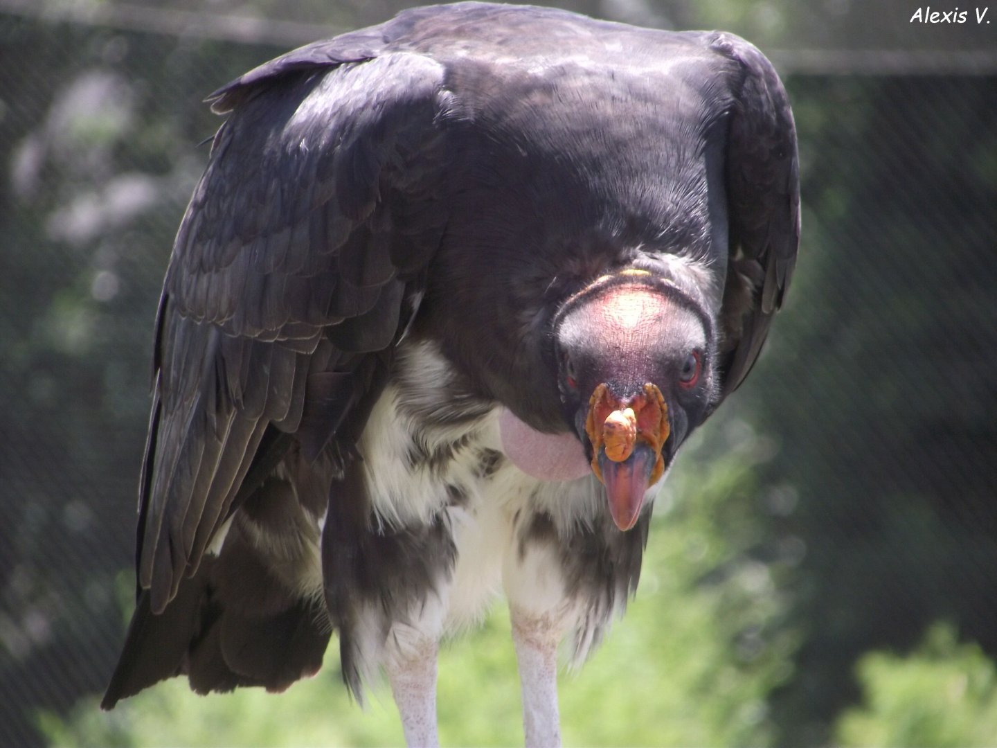 King Vulture - Zooparc de Beauval, 28/06/2025