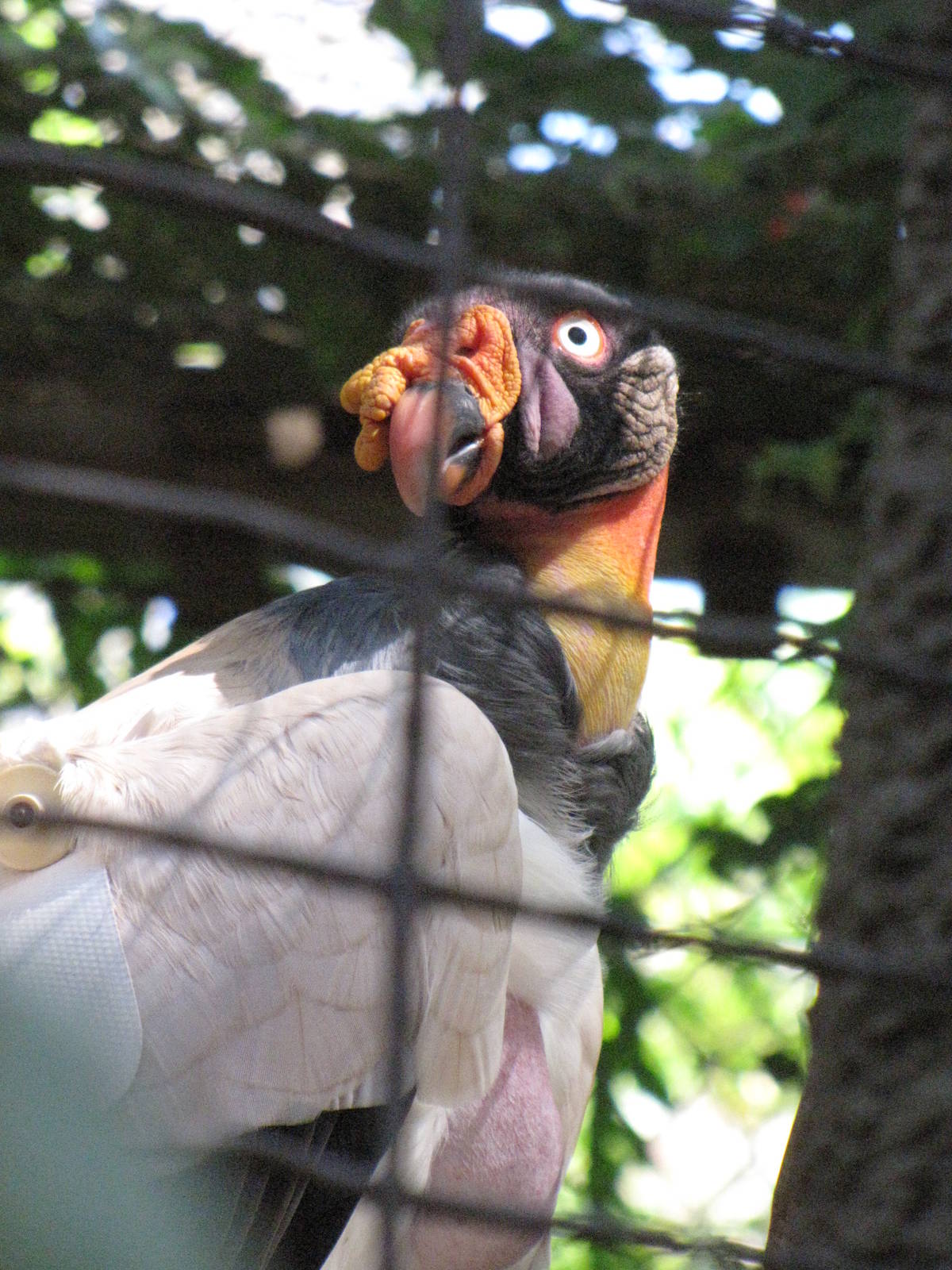 King Vulture