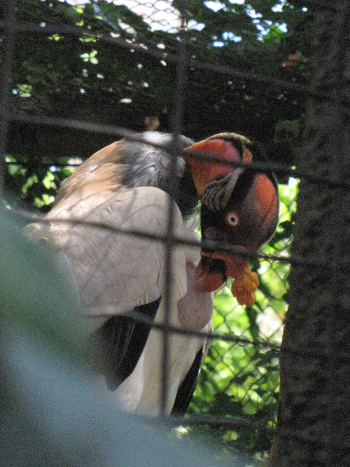King Vulture