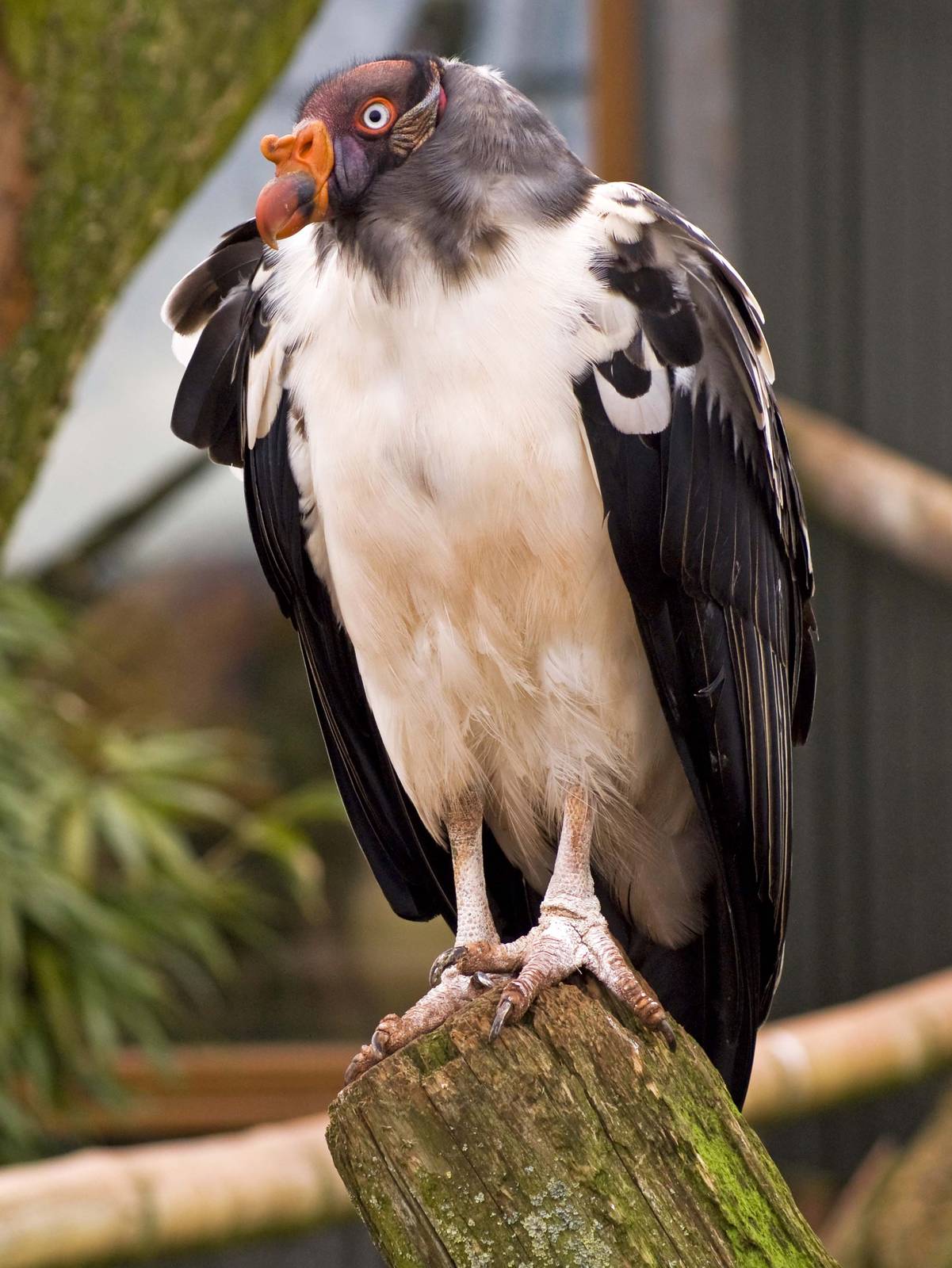 King Vulture