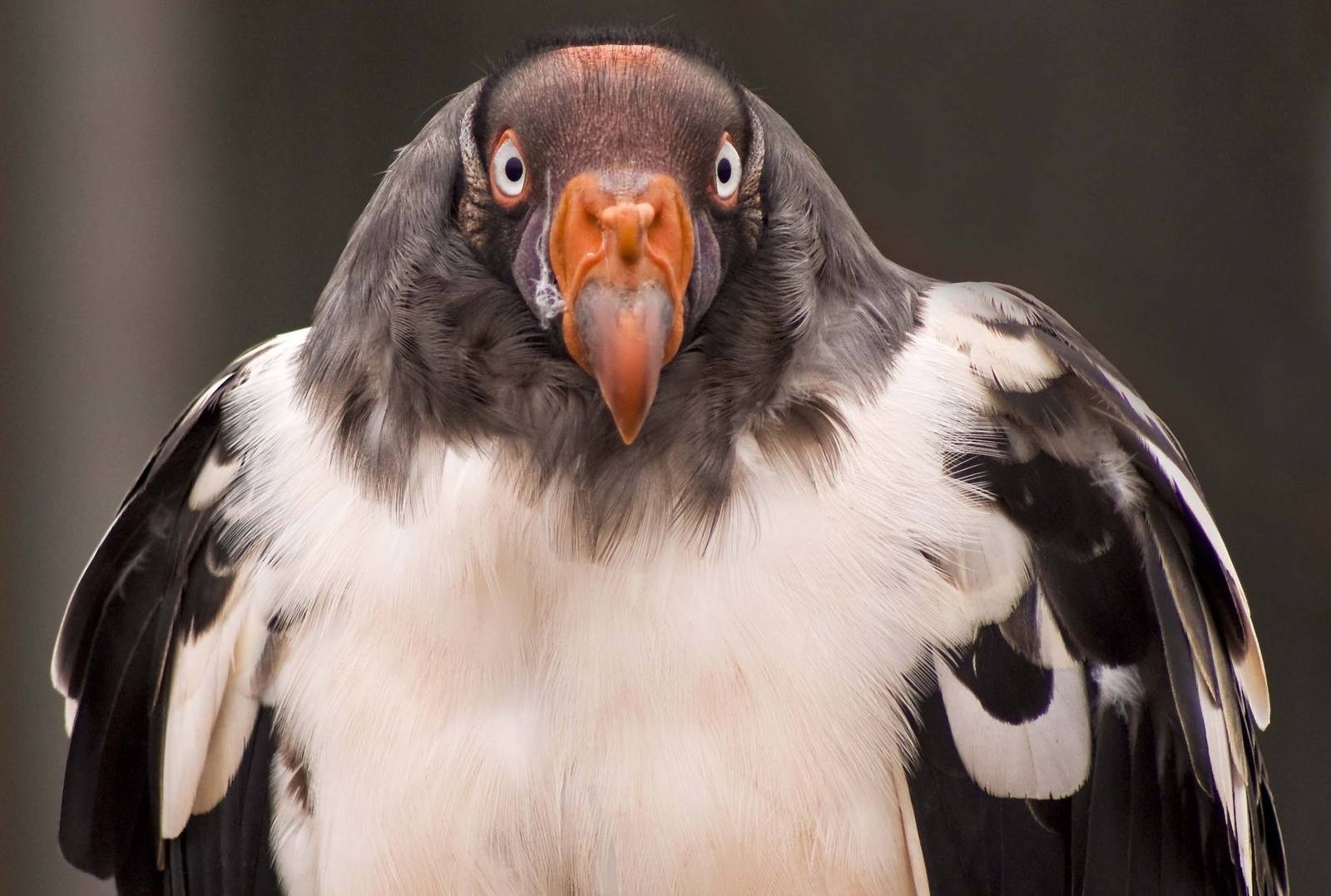 King Vulture
