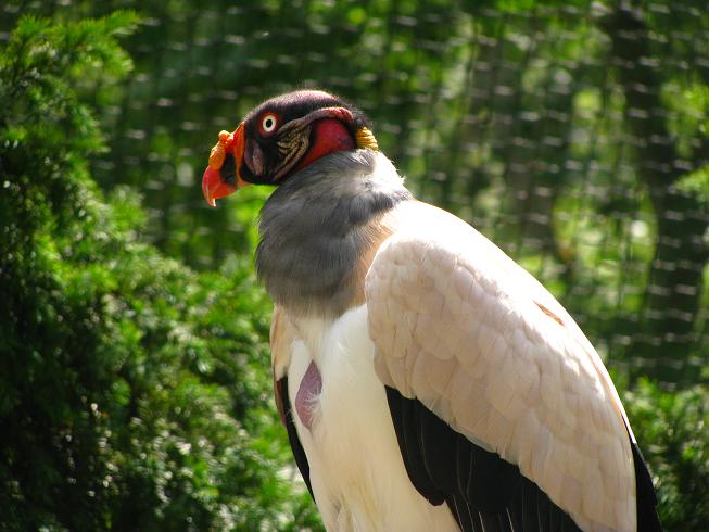 King Vulture