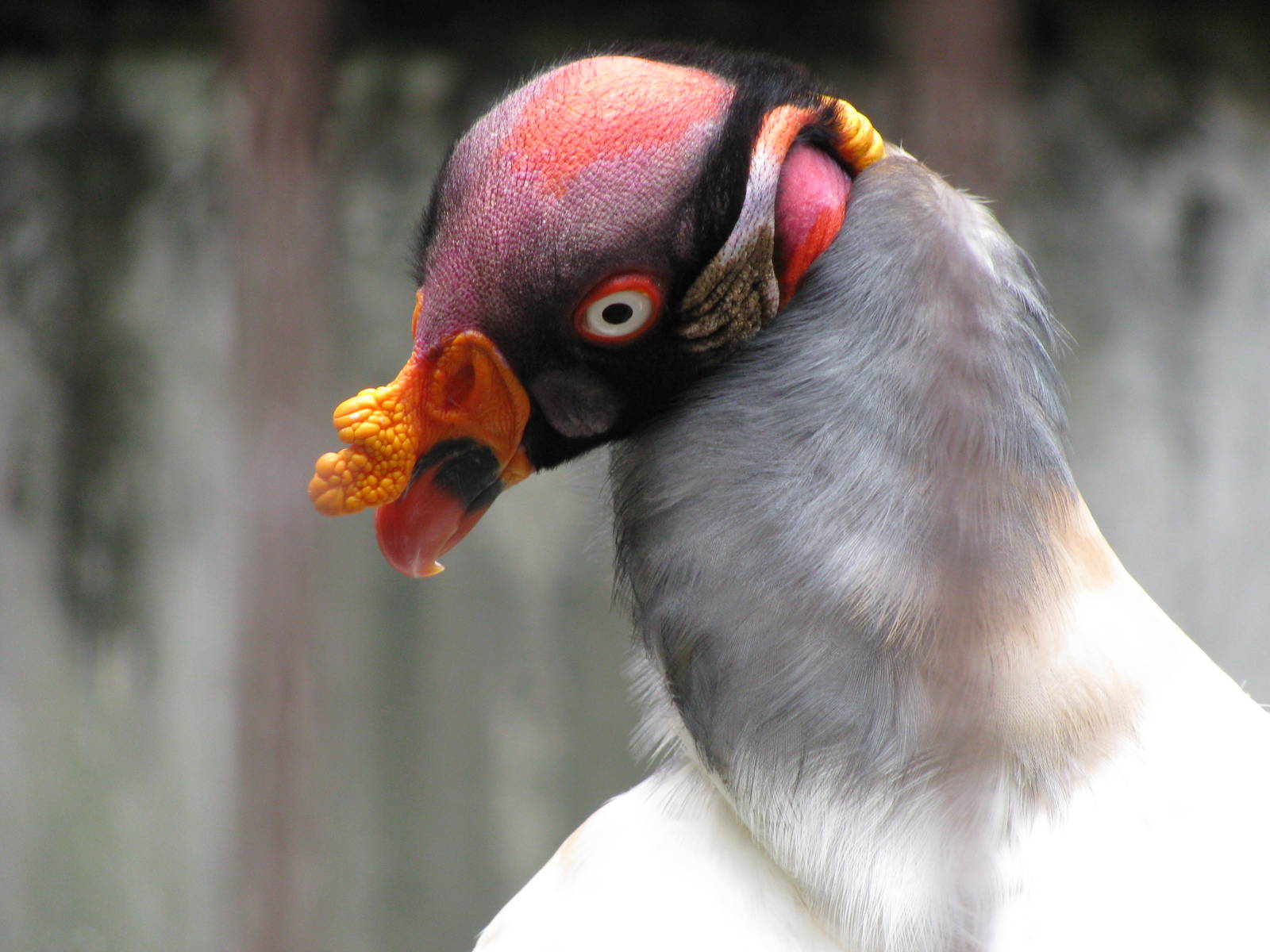 King Vulture