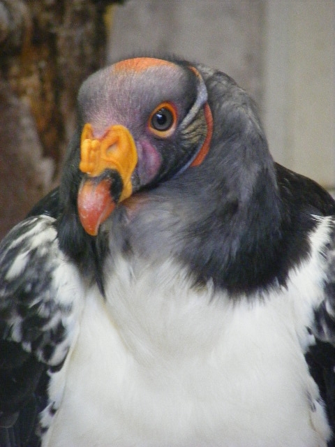 King vulture