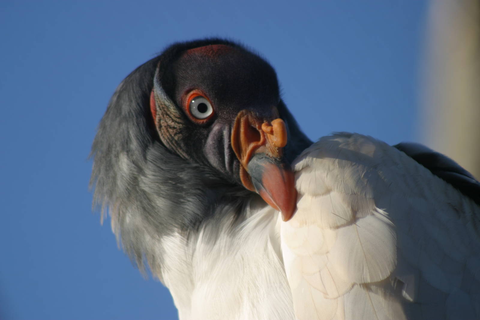 King Vulture