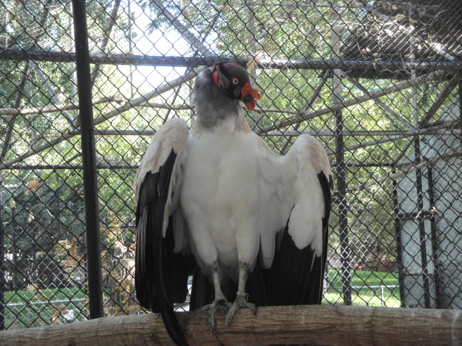 King Vulture