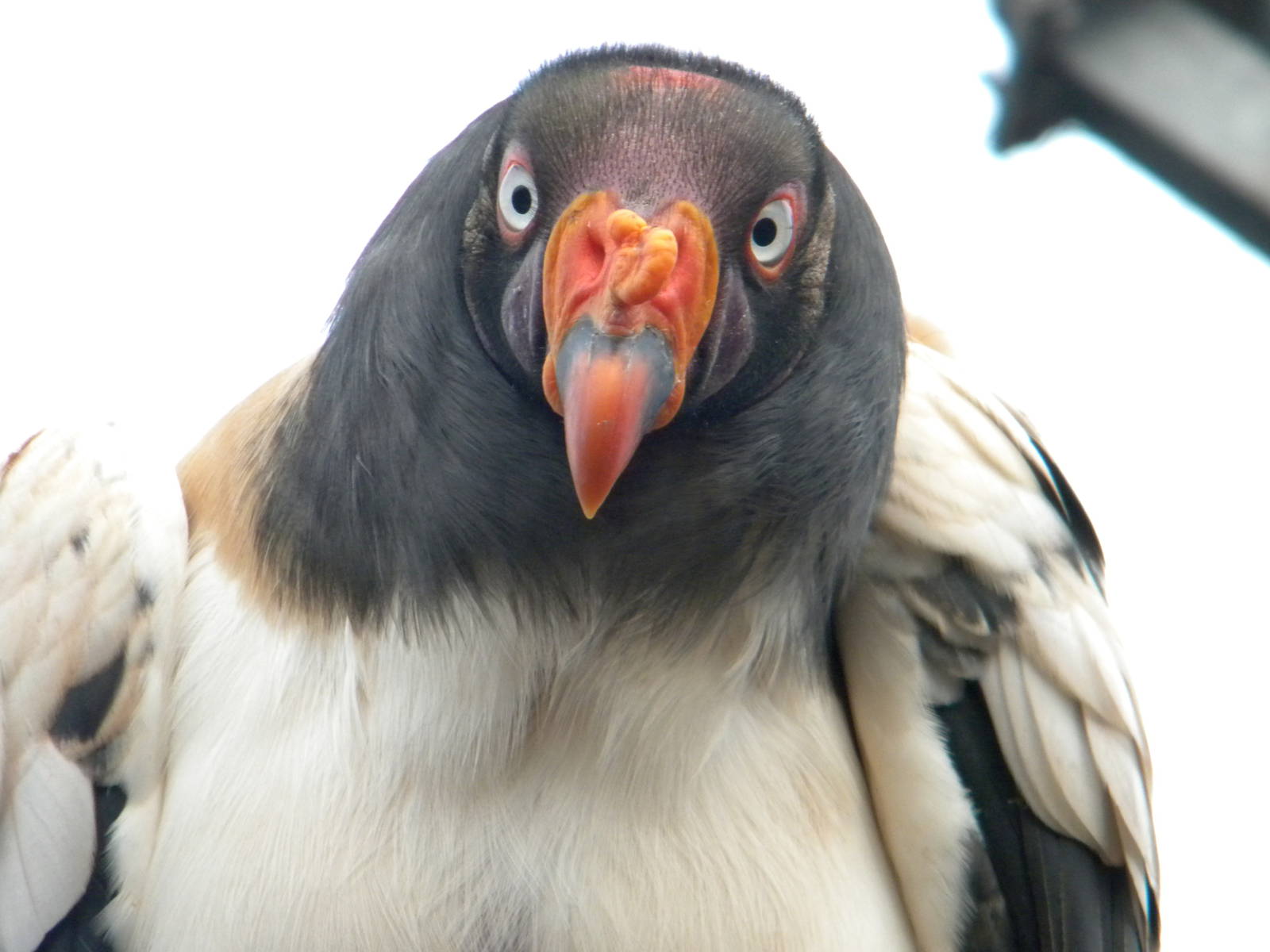 King Vulture.