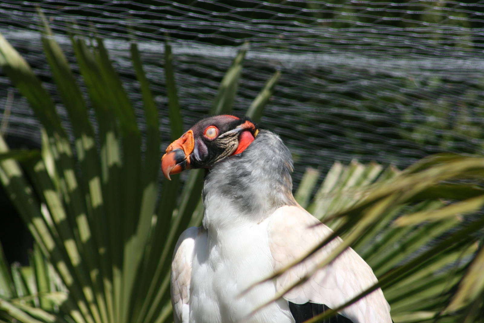 King Vulture
