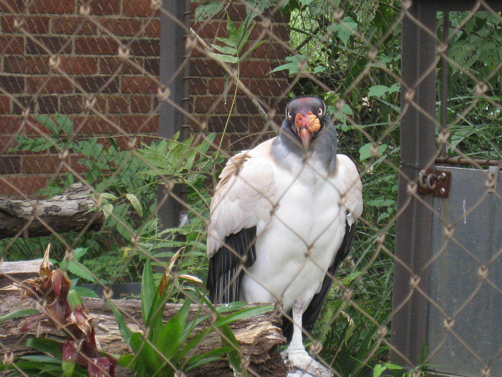 King Vulture