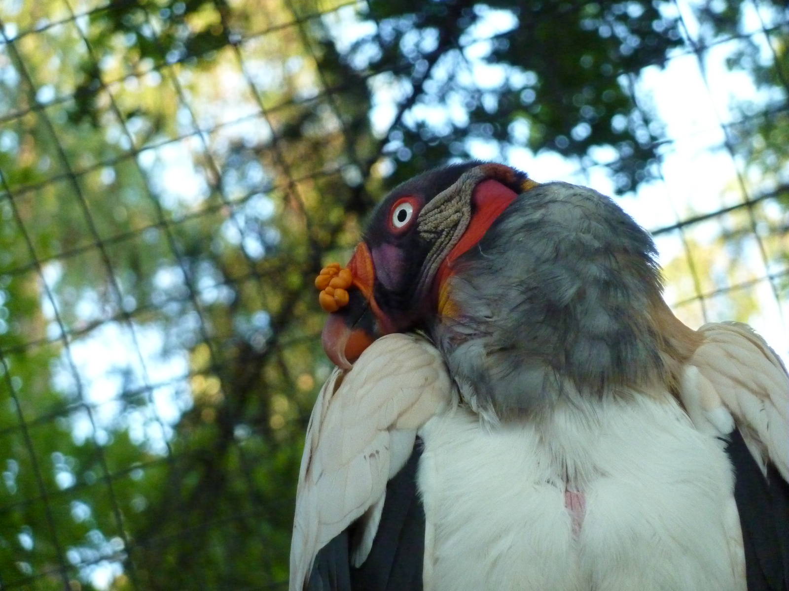King vulture