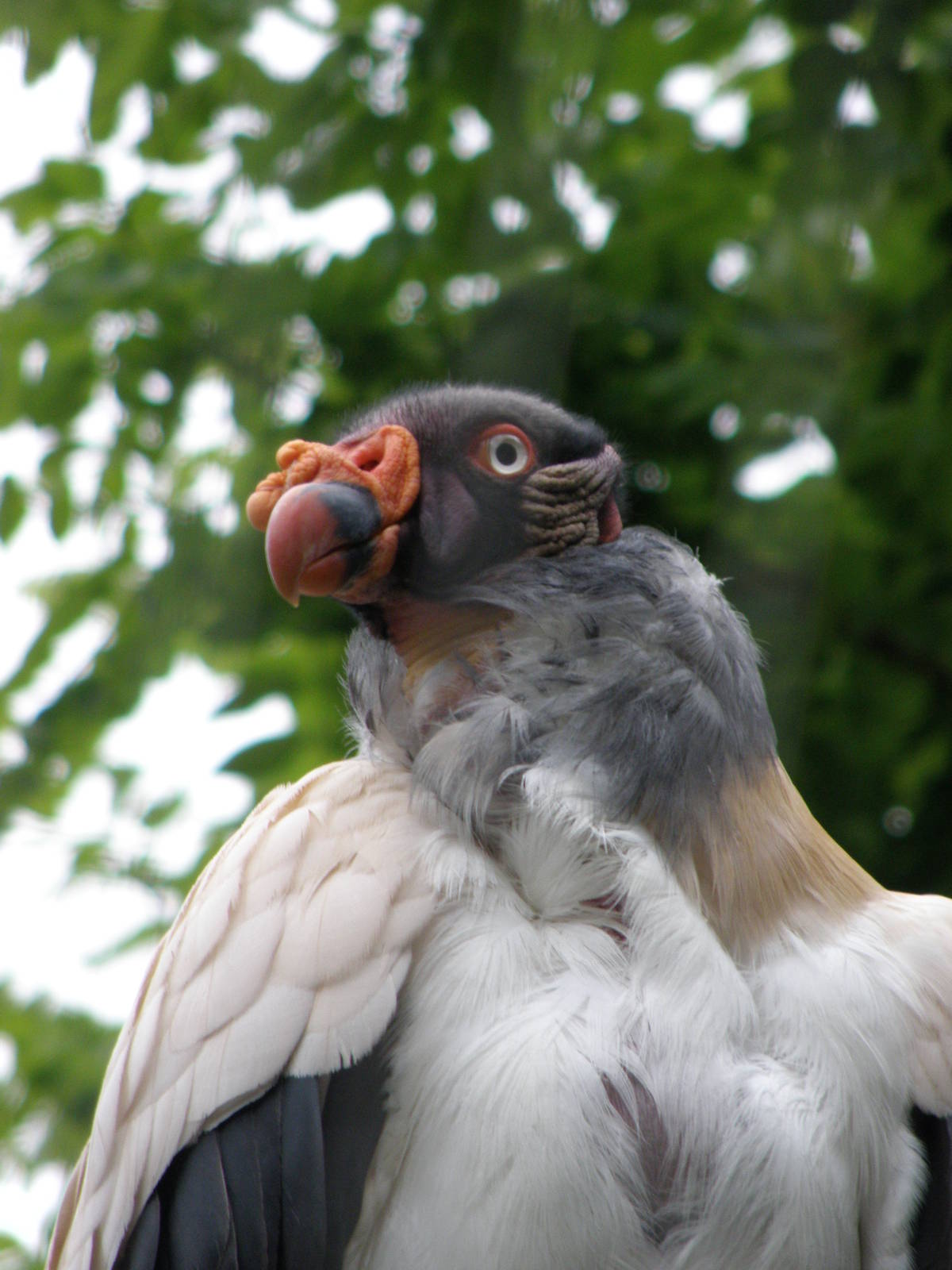 King Vulture