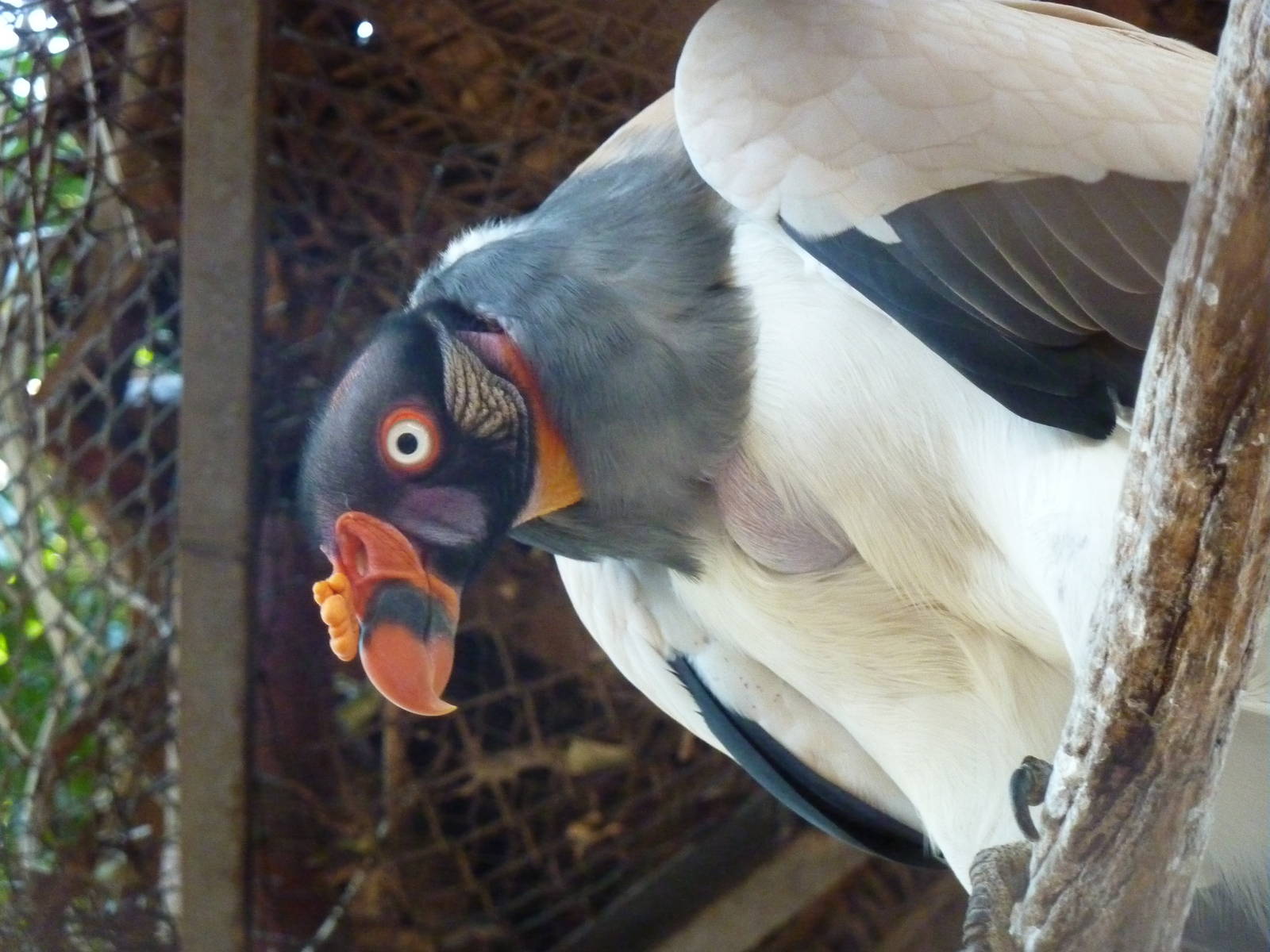 King vulture