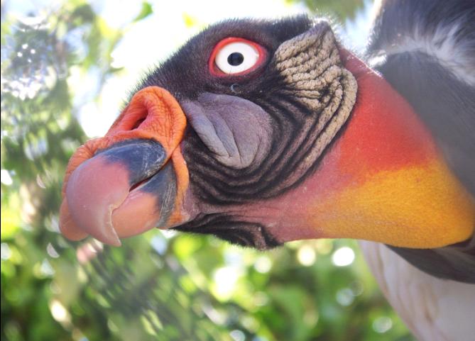 King Vulture