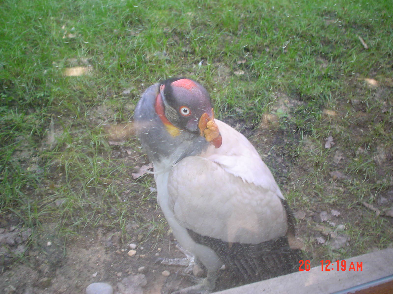 King Vulture