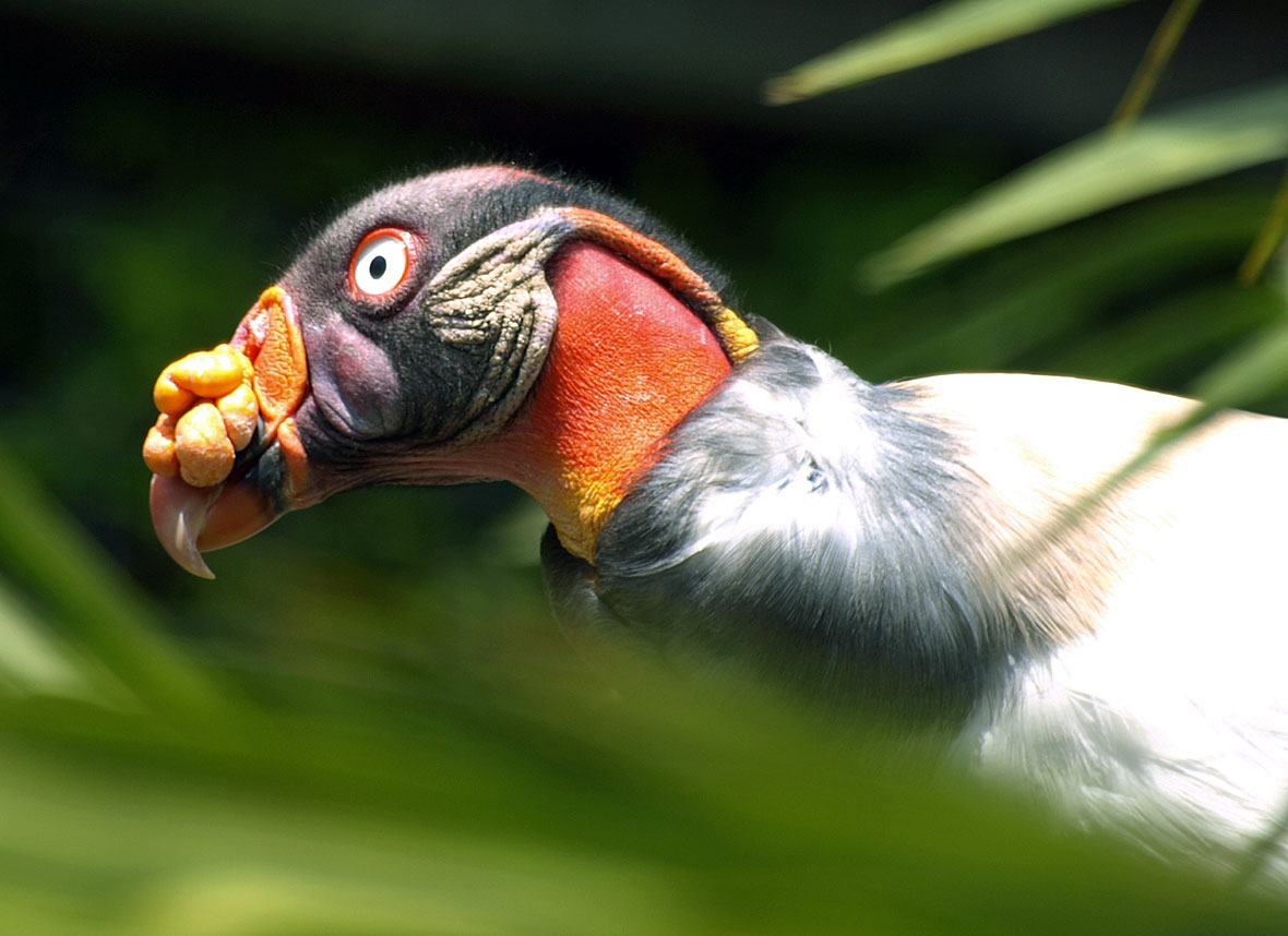 King vulture