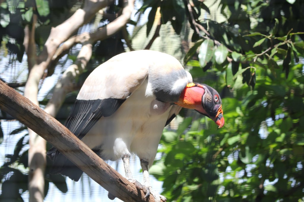 King Vulture