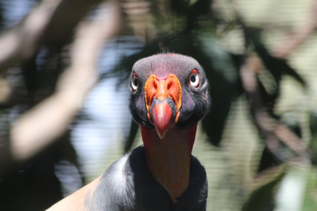 King Vulture