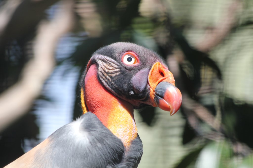 King Vulture