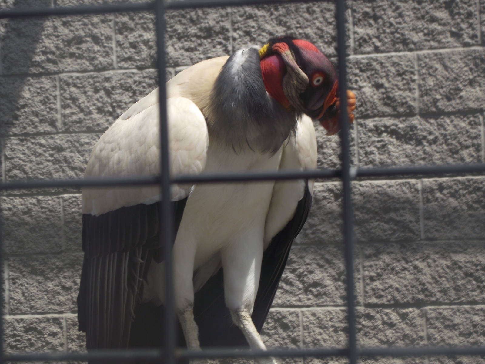 King Vulture