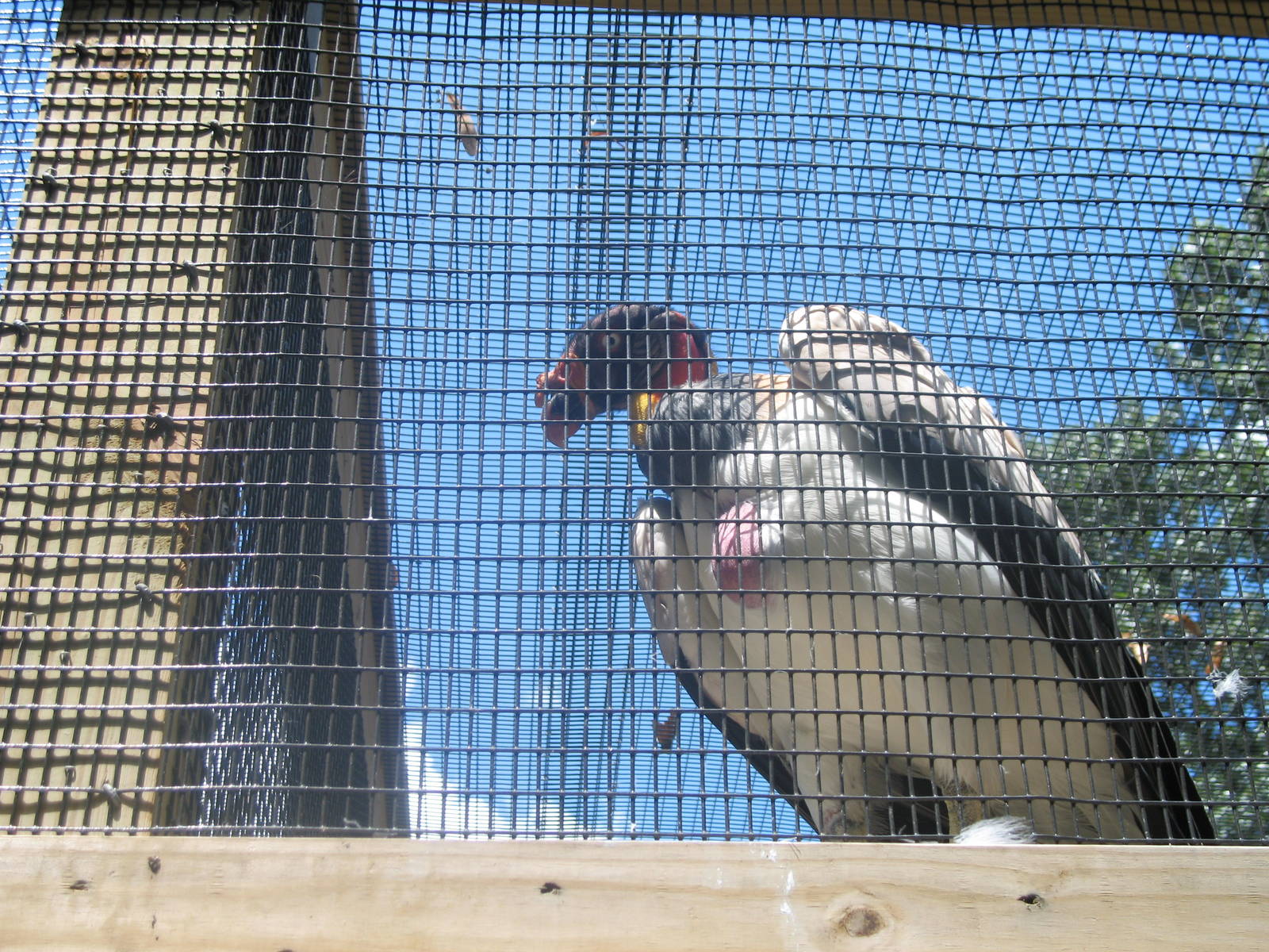 King Vulture