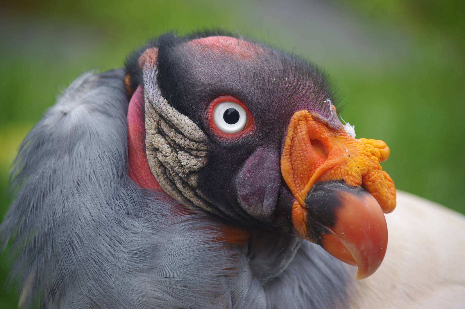 King Vulture