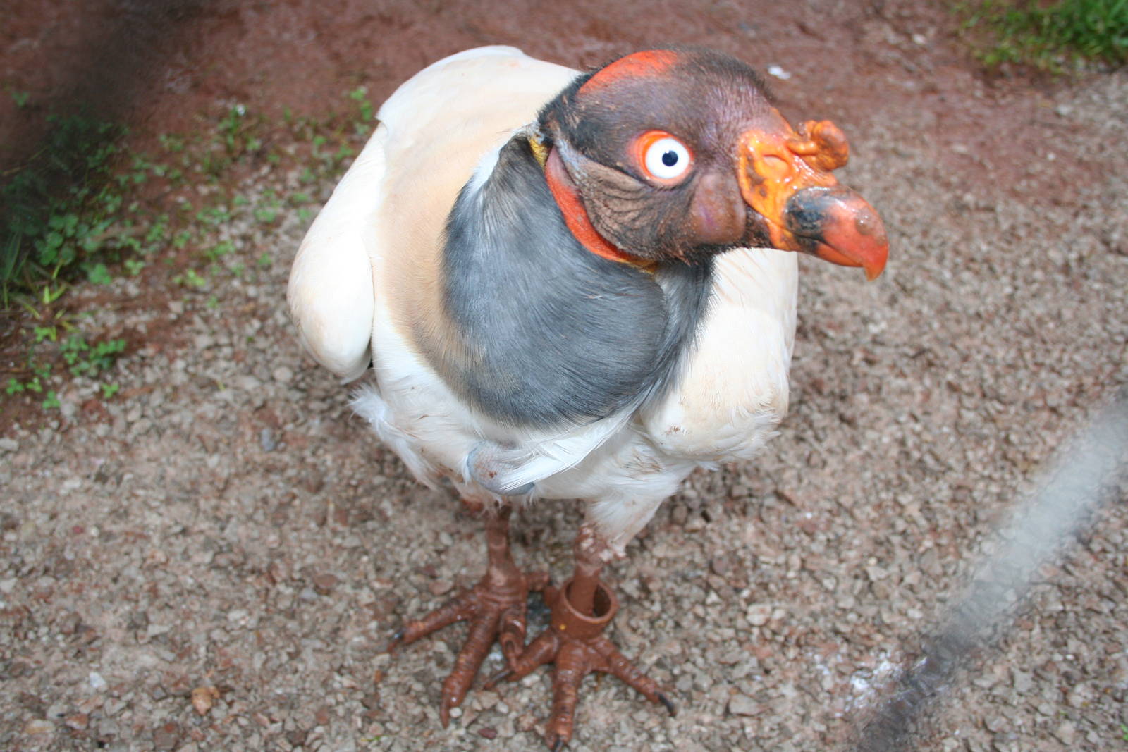 King vulture