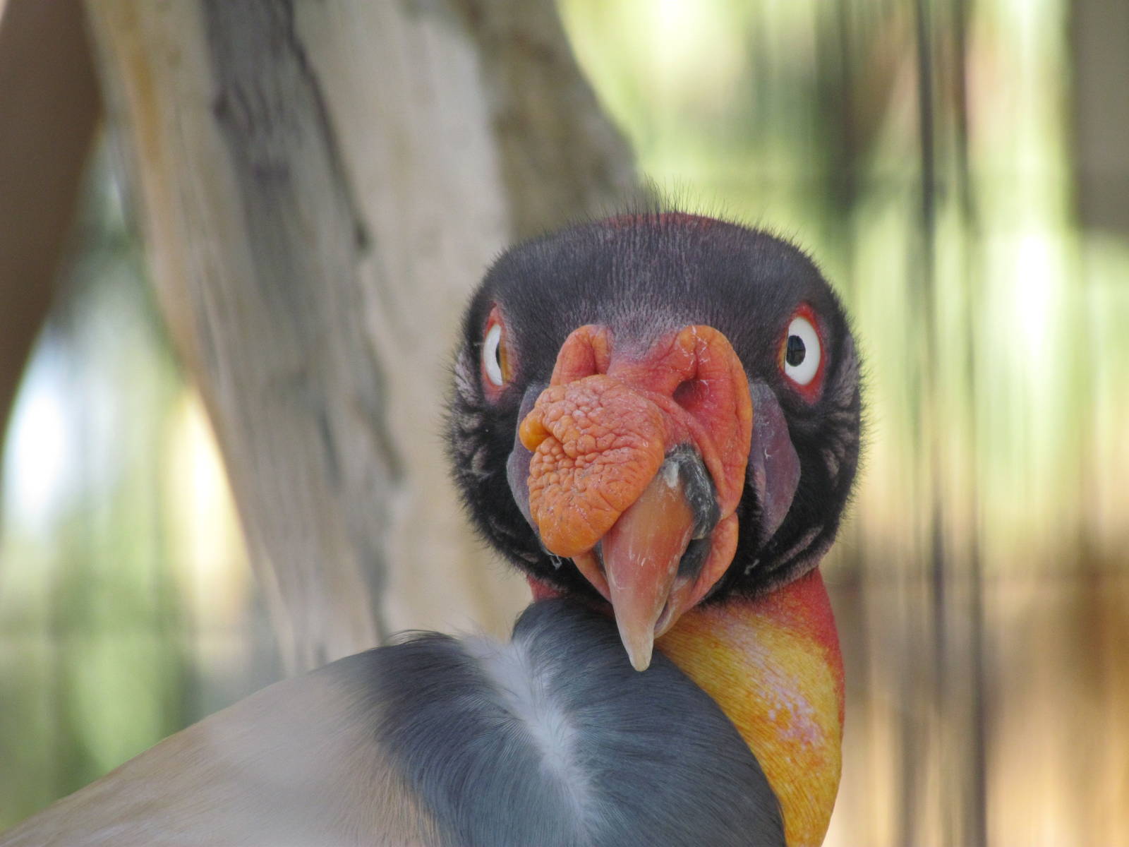 King Vulture