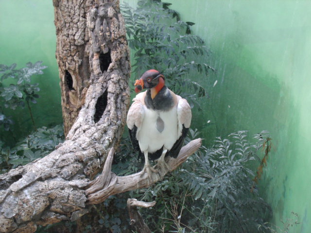 King Vulture