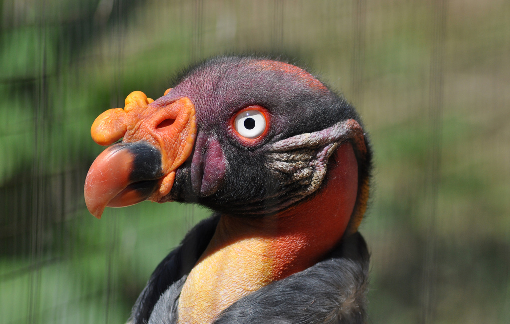 King Vulture