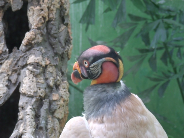 King Vulture