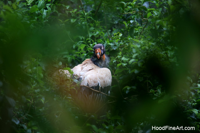 king vulture