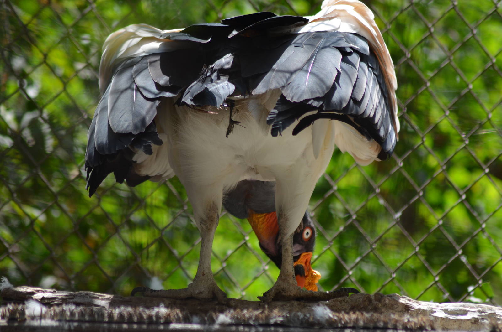 King Vulture