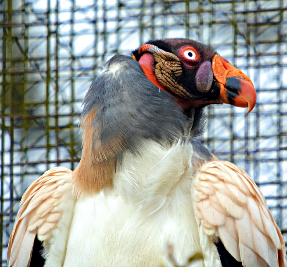 King Vulture