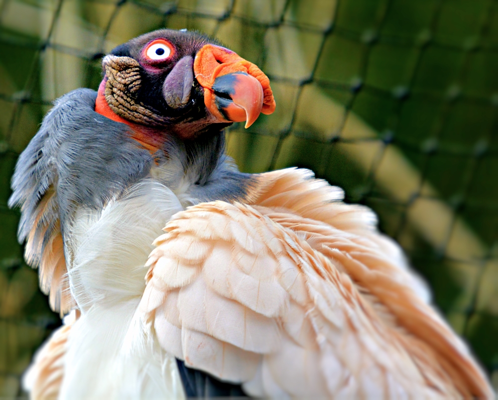 King Vulture