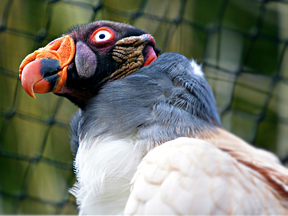 King Vulture
