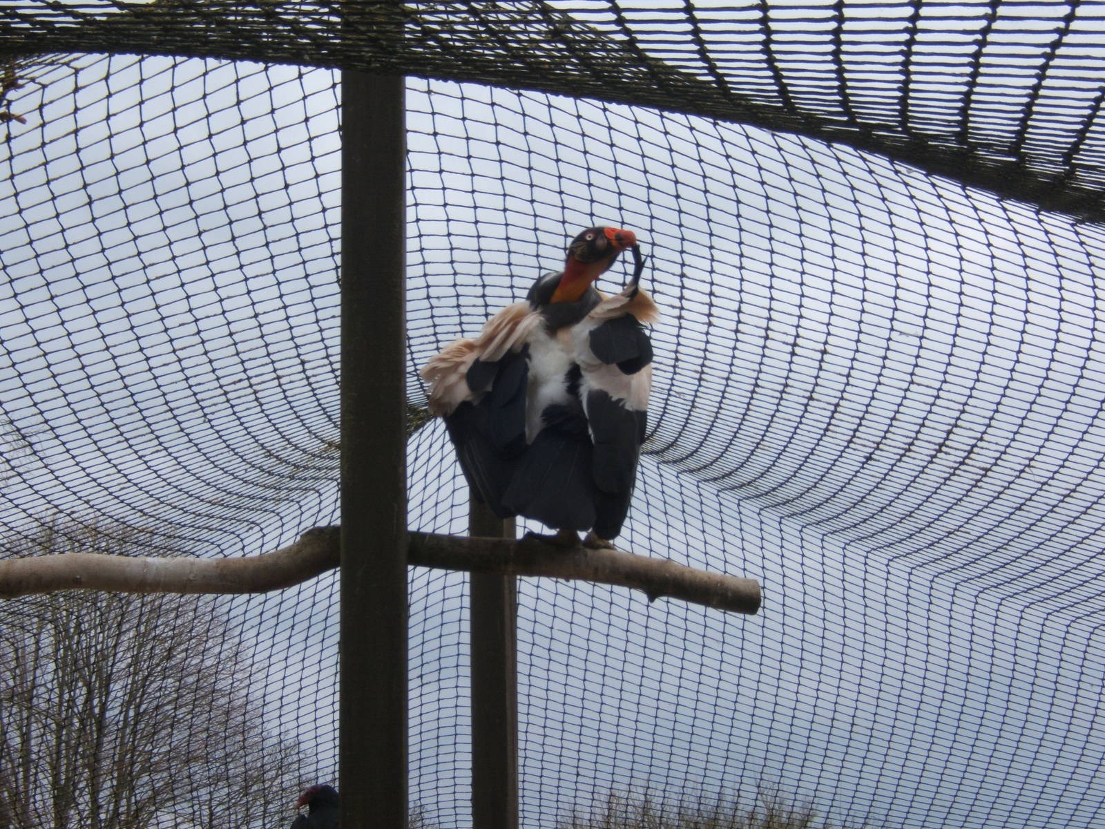 King Vulture