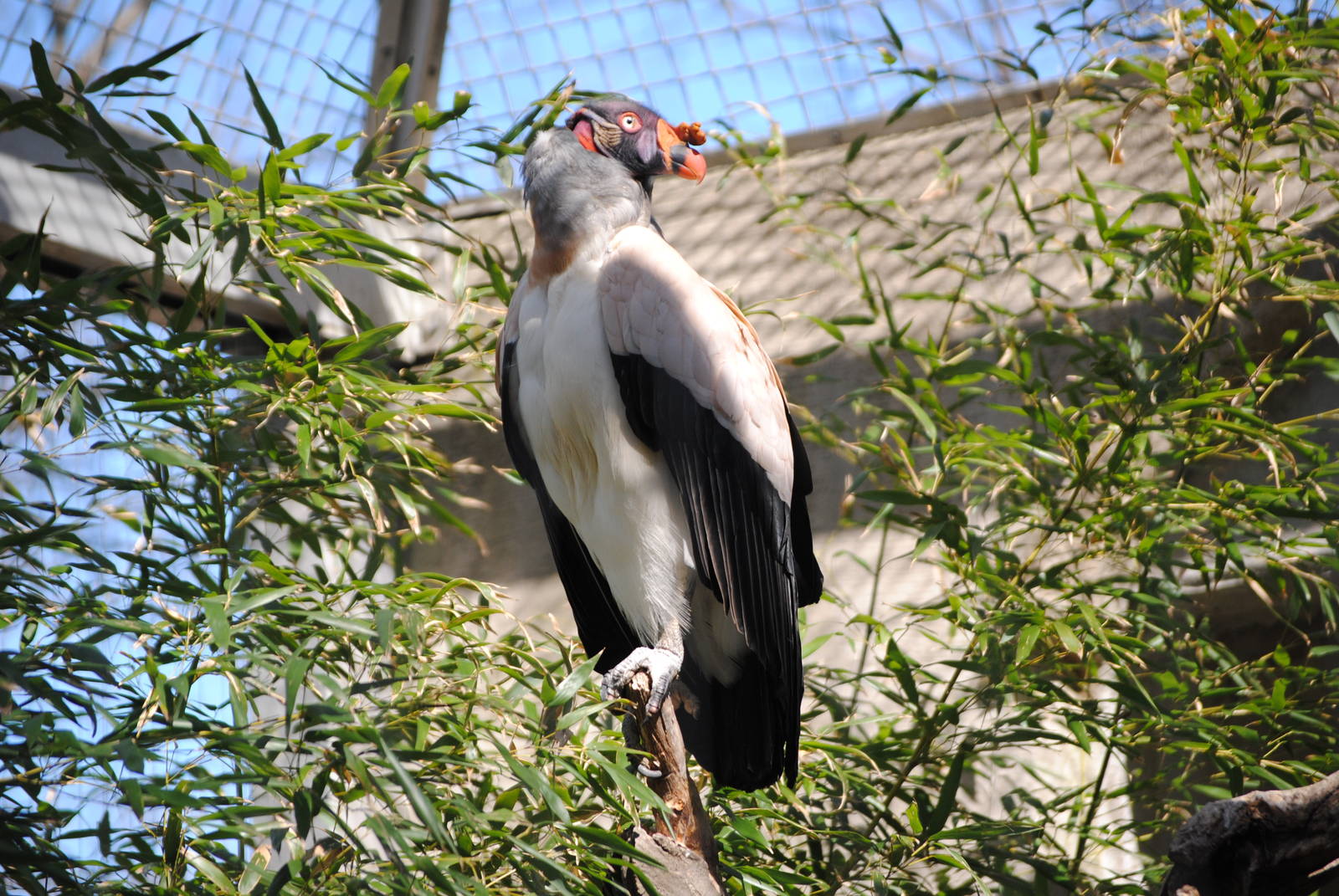 King Vulture