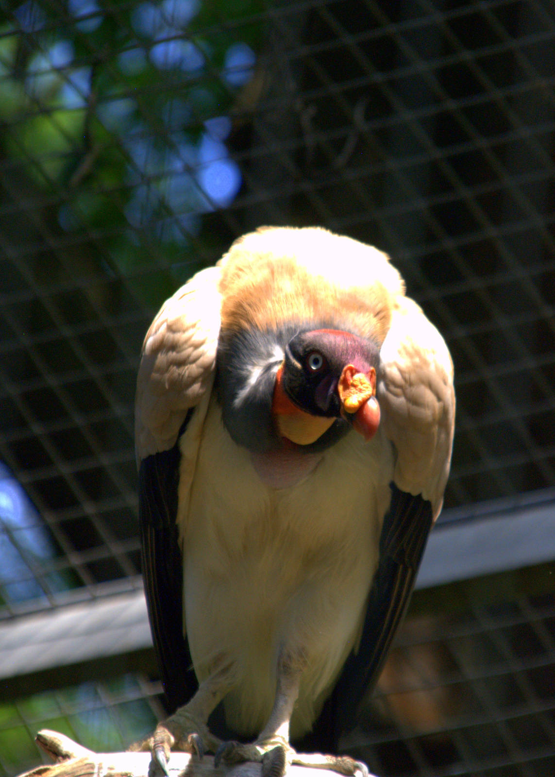 King Vulture