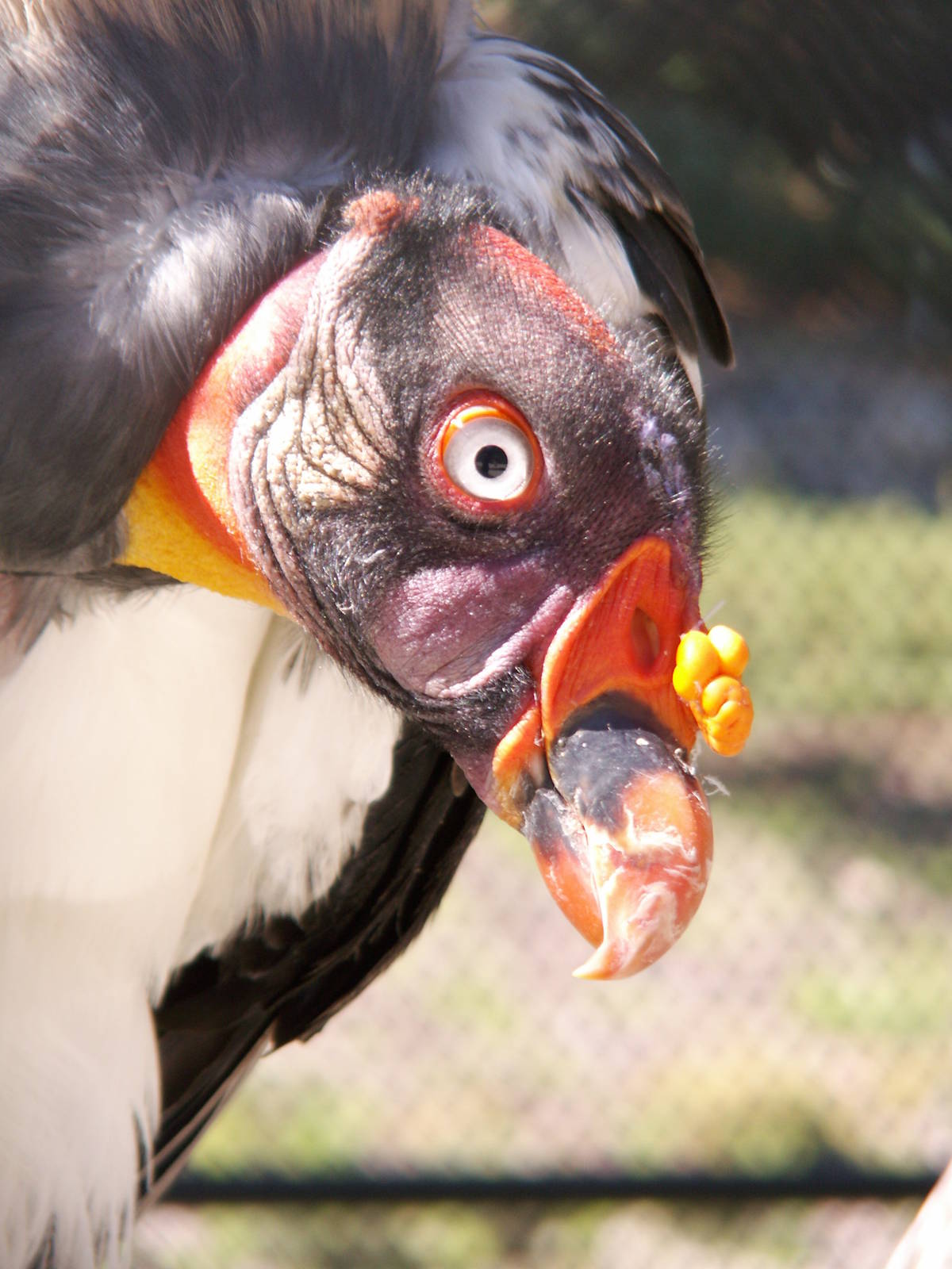 king vulture