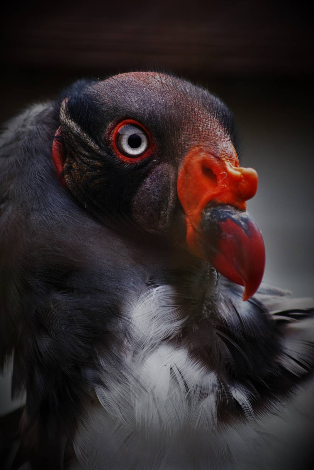 King vulture