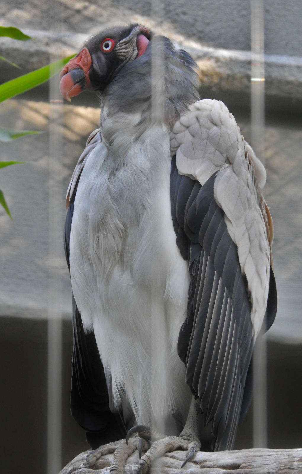 King Vulture