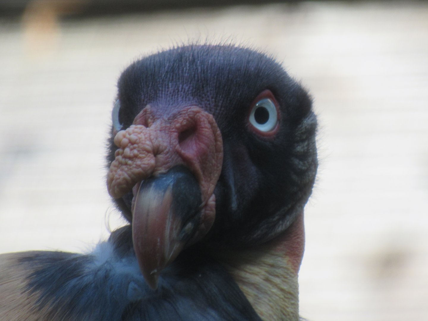 King Vulture