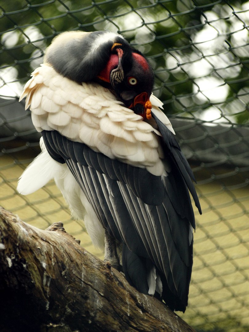 KIng vulture