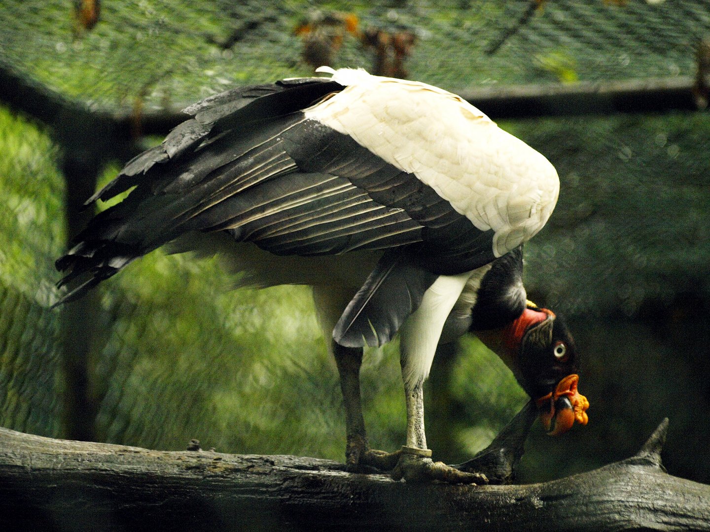 KIng vulture