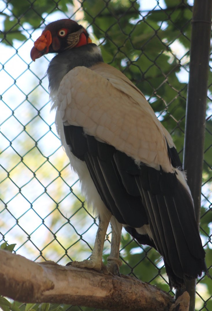 King vulture