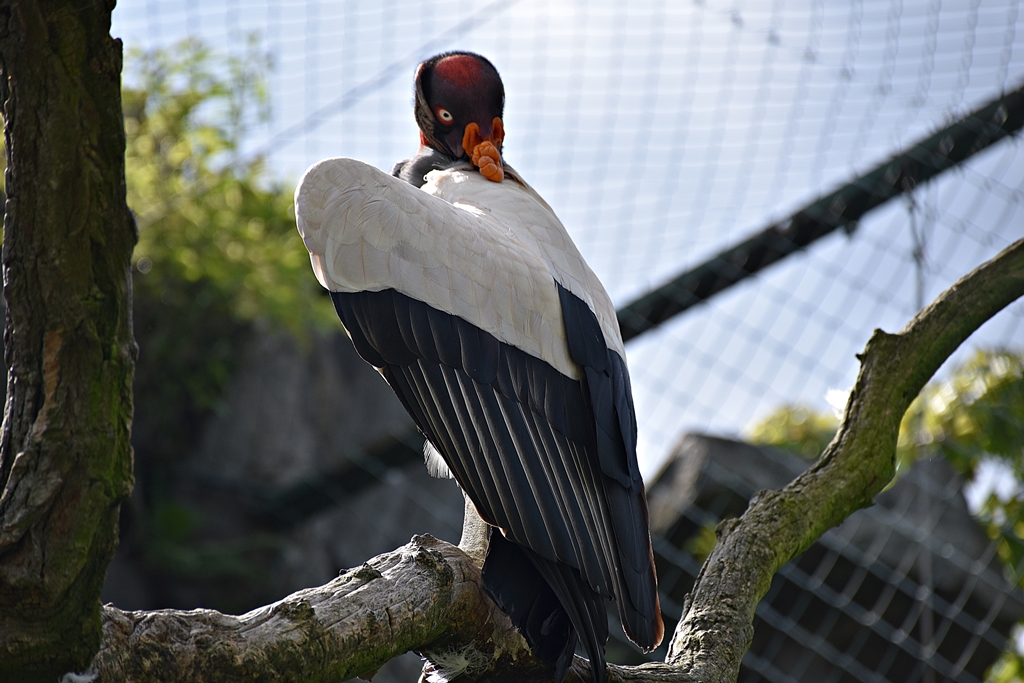 King vulture