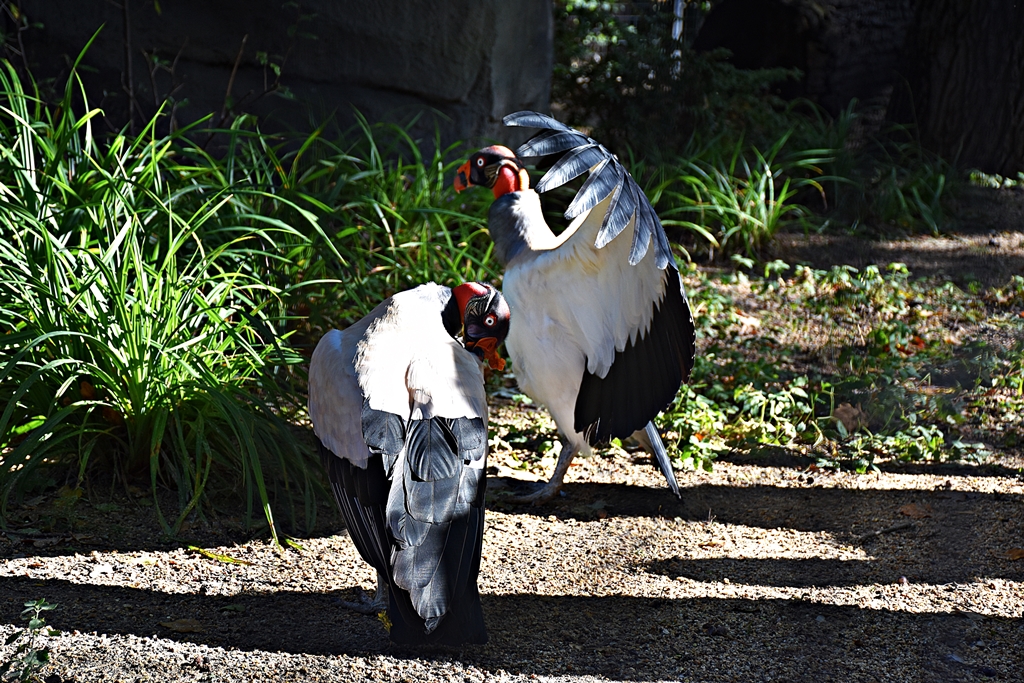 King vulture