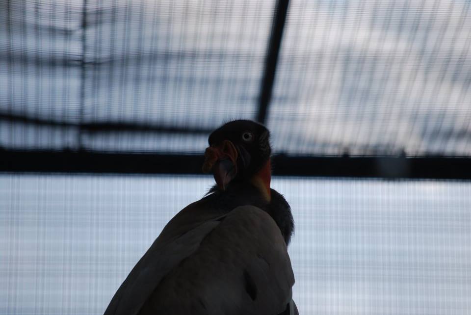 King Vulture