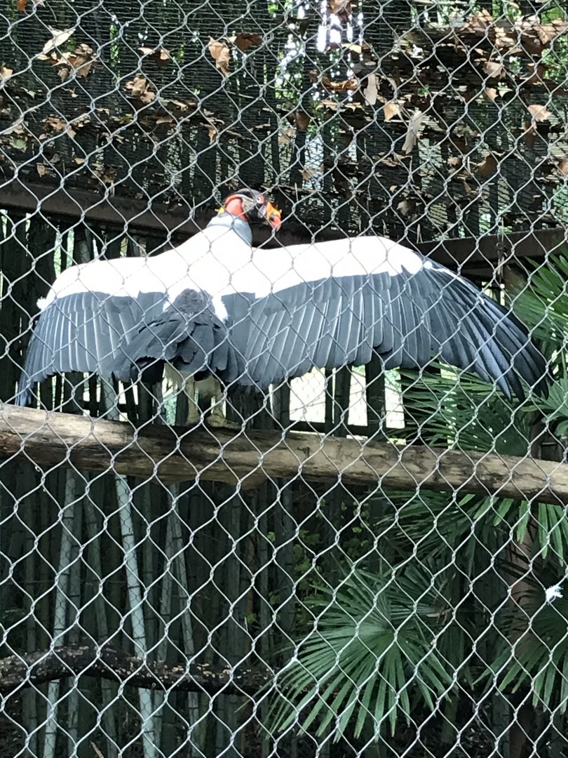 King vulture